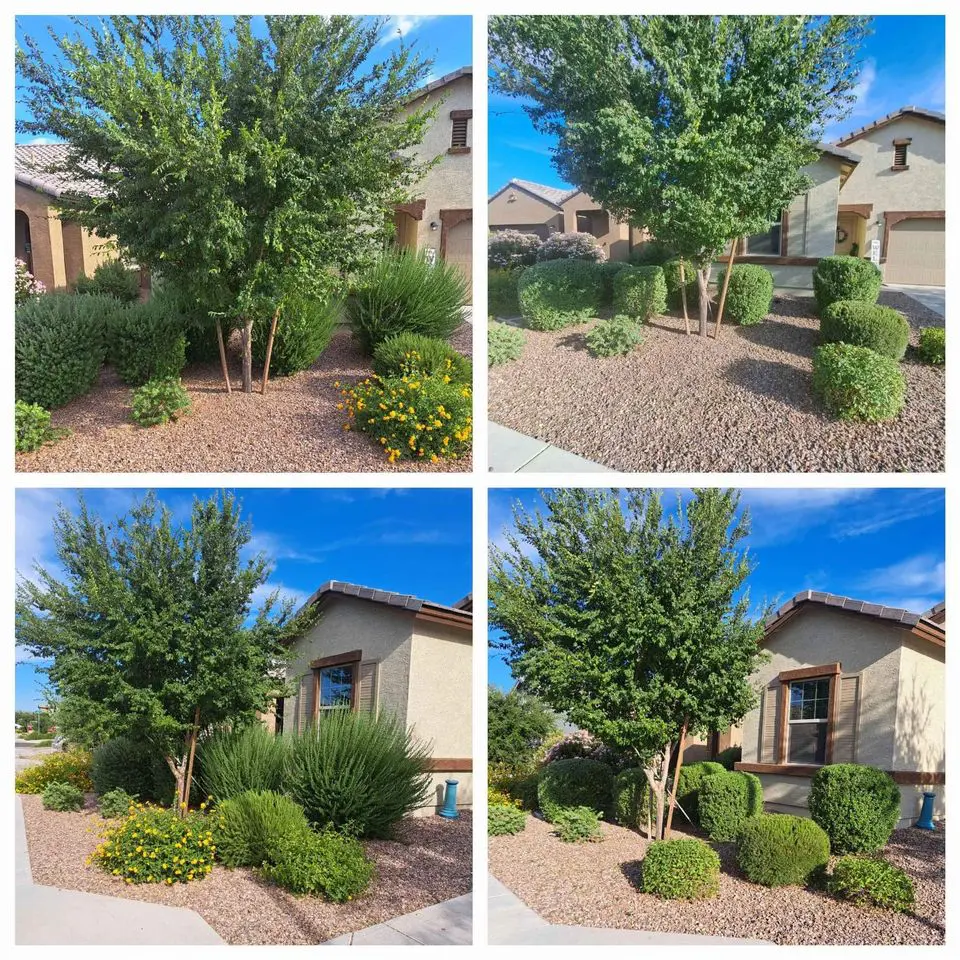 A small house with beige walls and brown trim sits in Deer Valley, surrounded by neatly trimmed bushes and a tree. The Arizona yard features landscaped rocks and artificial grass beneath the clear blue sky. A sidewalk borders the garden area.
